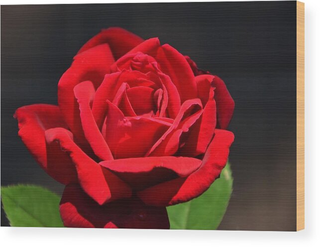 American Beauty Red Rose Wood Print featuring the photograph American Beauty Red Rose by Marilyn MacCrakin