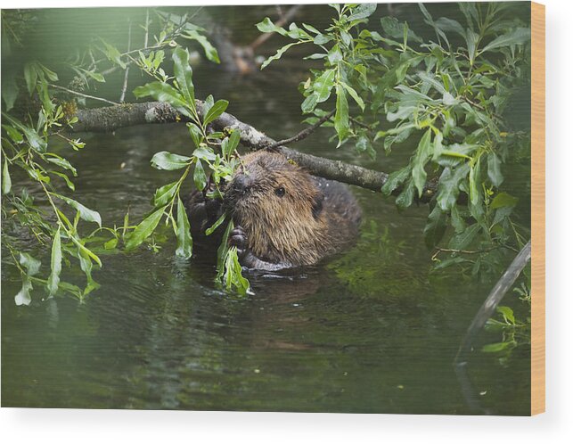 Feb0514 Wood Print featuring the photograph American Beaver Eating Willow Alaska by Konrad Wothe