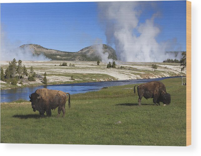 530445 Wood Print featuring the photograph American Bison Grazing Along Firehole by Duncan Usher