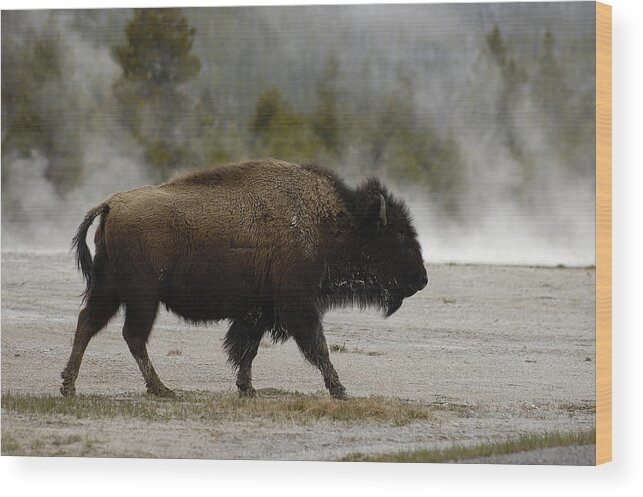 Feb0514 Wood Print featuring the photograph American Bison Near Hot Springs by Pete Oxford