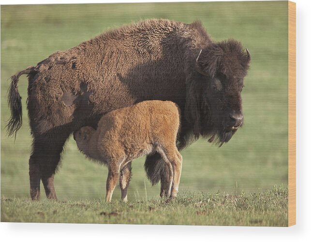 00176535 Wood Print featuring the photograph American Bison Nursing Calf by Tim Fitzharris