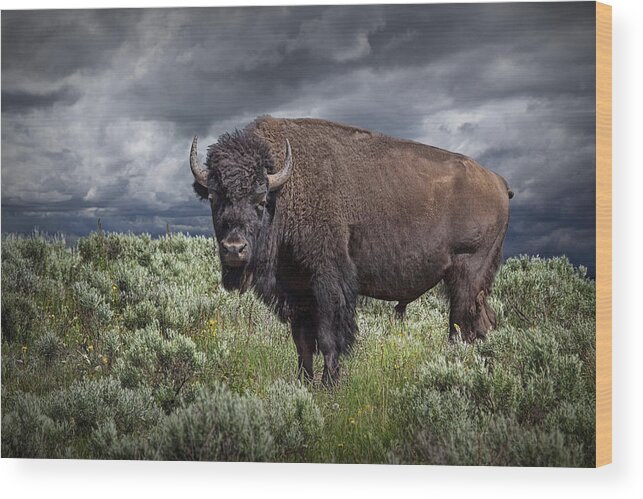Bison Wood Print featuring the photograph American Buffalo or Bison in Yellowstone by Randall Nyhof