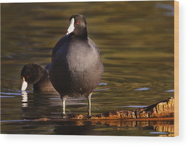 Animal Wood Print featuring the photograph American Coot by Brian Cross