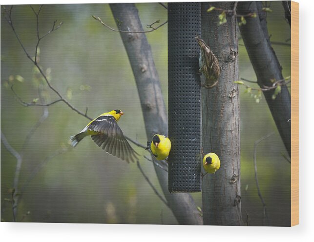American Wood Print featuring the photograph American Goldfinch by Bill Cubitt