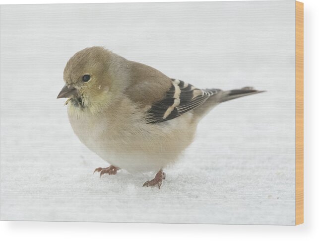Jan Holden Wood Print featuring the photograph American Goldfinch in the Snow by Holden The Moment