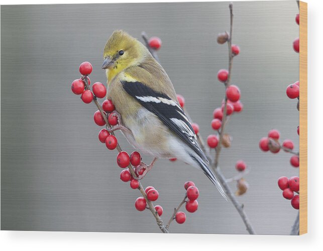 Scott Leslie Wood Print featuring the photograph American Goldfinch In Winter by Scott Leslie