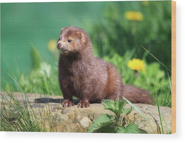 England Wood Print featuring the photograph American Mink by Mlorenzphotography