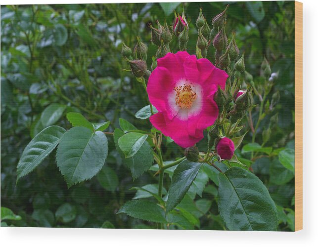 American Pillar Wood Print featuring the photograph American Pillar Rose by Michael Russell