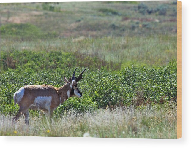 Pronghorn Wood Print featuring the photograph American Pronghorn Buck by Karon Melillo DeVega