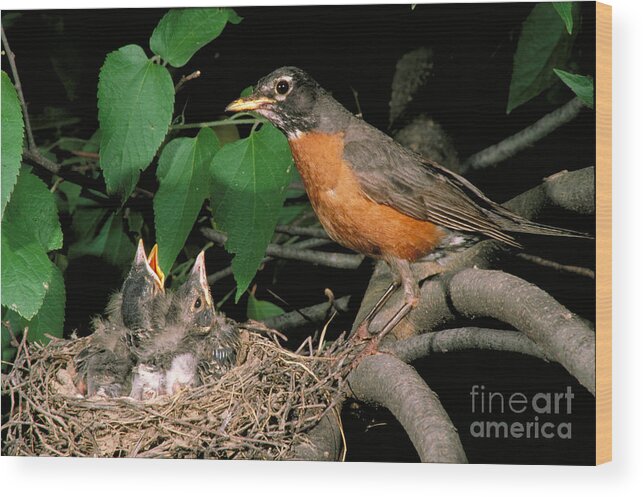 American Robin Wood Print featuring the photograph American Robin Feeding Its Young by David N. Davis