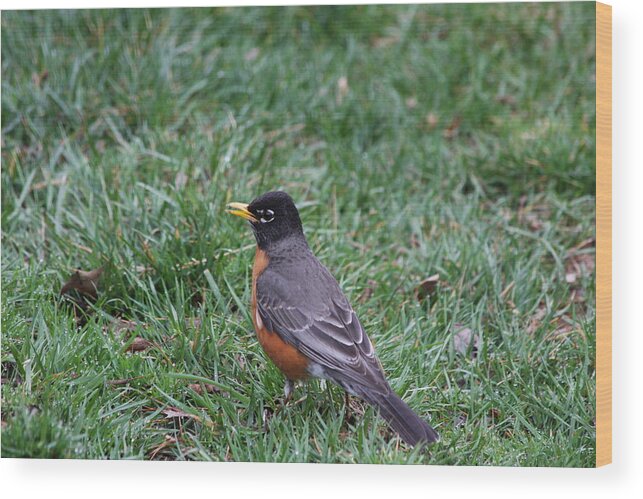 Bird Wood Print featuring the photograph American Robin by Vadim Levin