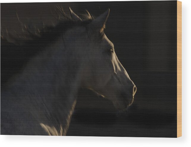 Andalusia Wood Print featuring the photograph Americano 18 by Catherine Sobredo