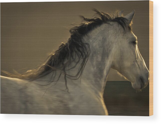 Andalusia Wood Print featuring the photograph Americano 4 by Catherine Sobredo