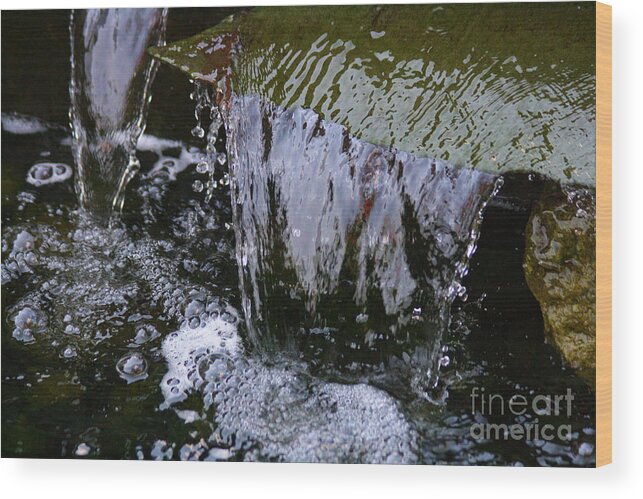 Water Wood Print featuring the photograph Amphibian Delight by Stan Reckard