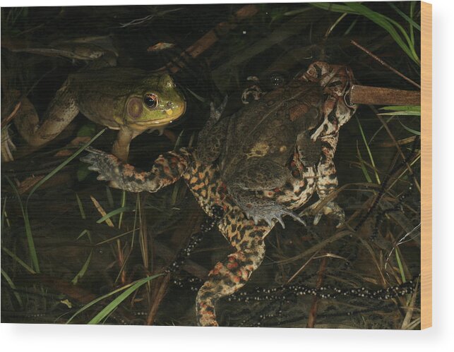 Frog Wood Print featuring the photograph Amphibian Voyerism by Bruce J Robinson