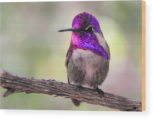 Costa's Hummingbird Wood Print featuring the photograph Ampin' It Up by Theo OConnor