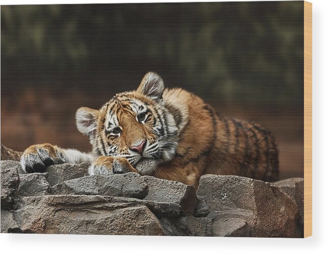 Amur Tiger Cub Wood Print featuring the photograph Amur Tiger Twin by Theo OConnor