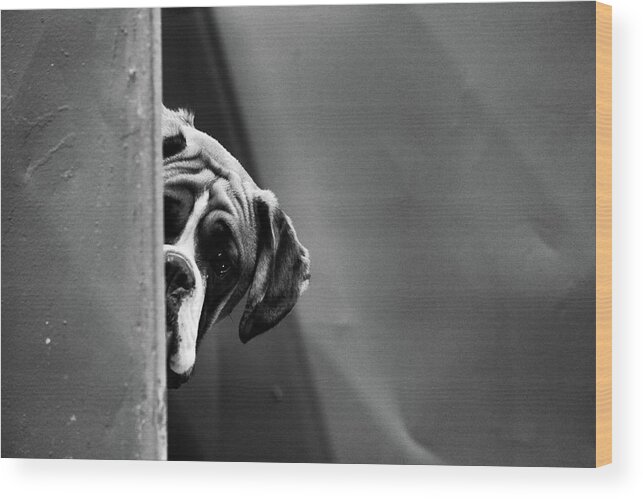 England Wood Print featuring the photograph An Alternative View Of 2014 Crufts Dog by Matt Cardy