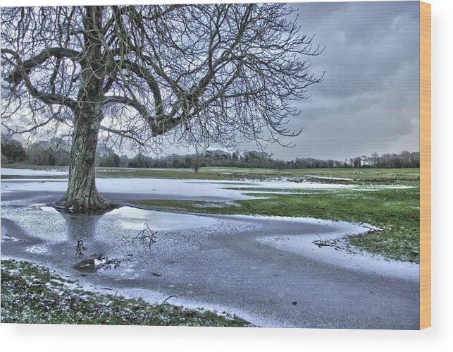 An Icy Day At The Park Wood Print featuring the photograph An icy day at the park by Martina Fagan