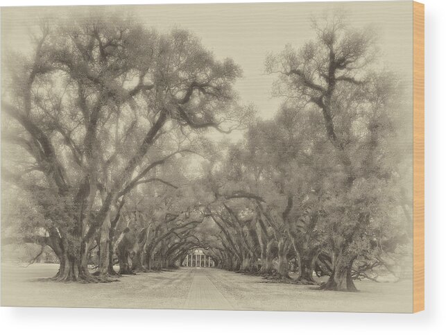 Oak Alley Plantation Wood Print featuring the photograph And Time Stood Still sepia by Steve Harrington
