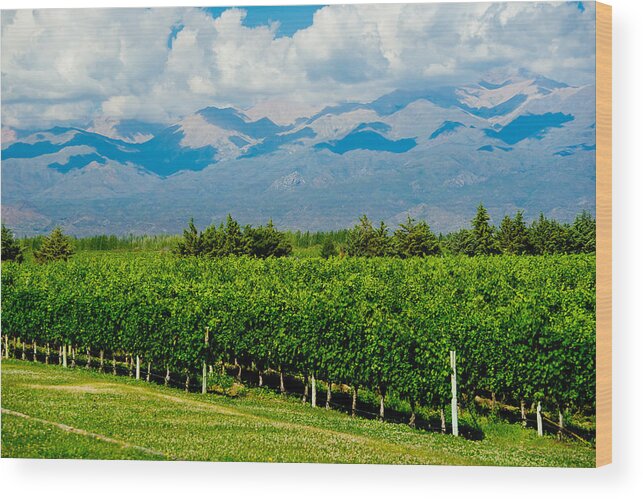 Vineyards Wood Print featuring the photograph Andes Vineyard by Kent Nancollas