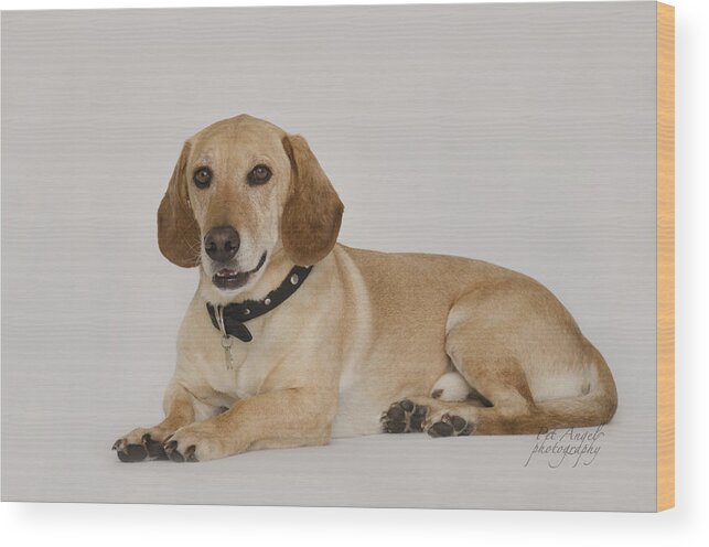 Dog Portrait Wood Print featuring the photograph Andrew by Irina ArchAngelSkaya