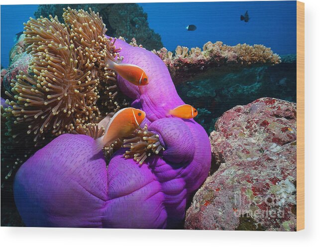 Clownfish Wood Print featuring the photograph Anemonefish by Aaron Whittemore