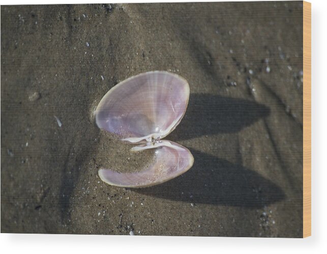 Sea Shell Wood Print featuring the photograph Angel Wings by Spikey Mouse Photography