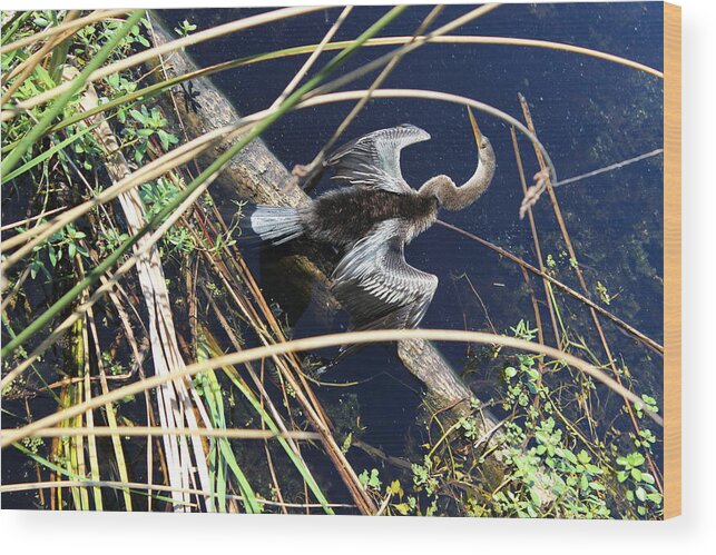 Anhinga Wood Print featuring the photograph Anhinga by Alicia Roman