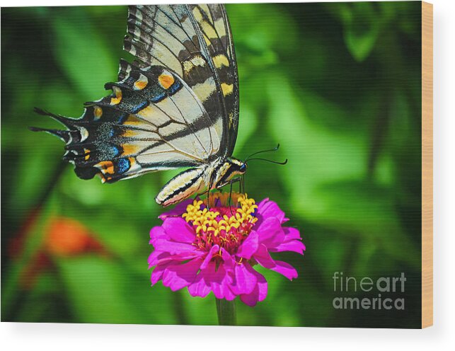 Anise Butterfly Wood Print featuring the photograph Anise Swallowtail Butterfly by Peggy Franz