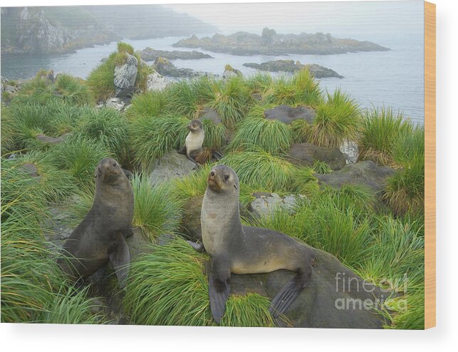 00345376 Wood Print featuring the photograph Three Antarctic Fur Seals by Yva Momatiuk John Eastcott