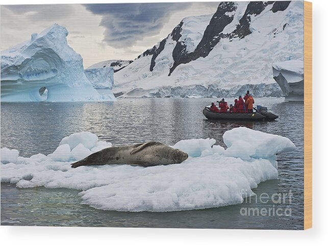 Festblues Wood Print featuring the photograph Antarctic Serenity... by Nina Stavlund