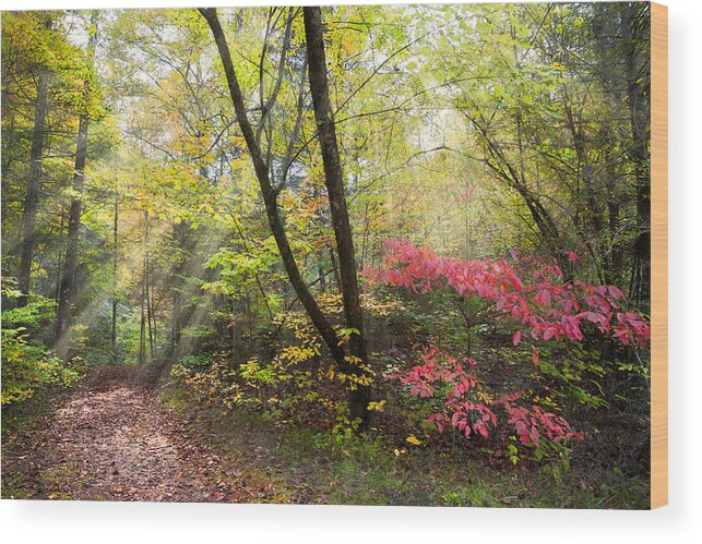 Trail Wood Print featuring the photograph Appalachian Mountain Trail by Debra and Dave Vanderlaan
