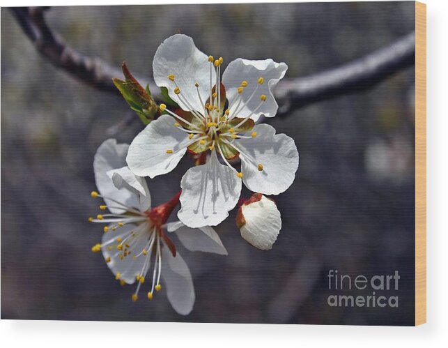 Blossom Wood Print featuring the photograph Apple Blossom 3 by Henry Kowalski