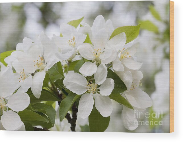 Apple Blossoms Wood Print featuring the photograph Apple Blossoms by Patty Colabuono