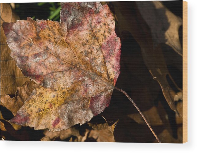 Leaves Wood Print featuring the mixed media Apple Crisp by Trish Tritz