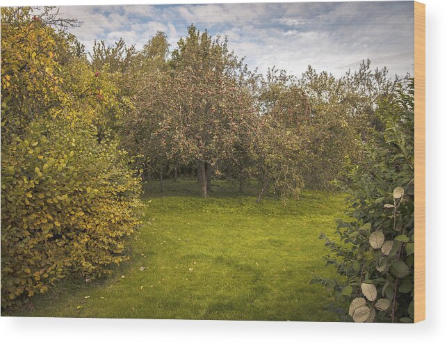 Orchard Wood Print featuring the photograph Apple Orchard by Amanda Elwell