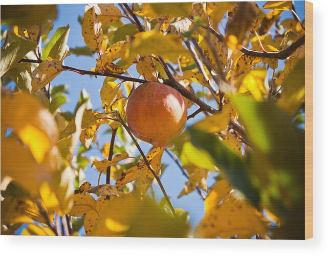 Indiana Wood Print featuring the photograph Apple Picking by Anthony Doudt