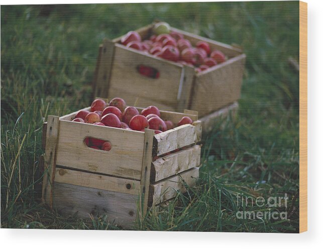 Nobody Wood Print featuring the photograph Apples by Farrell Grehan