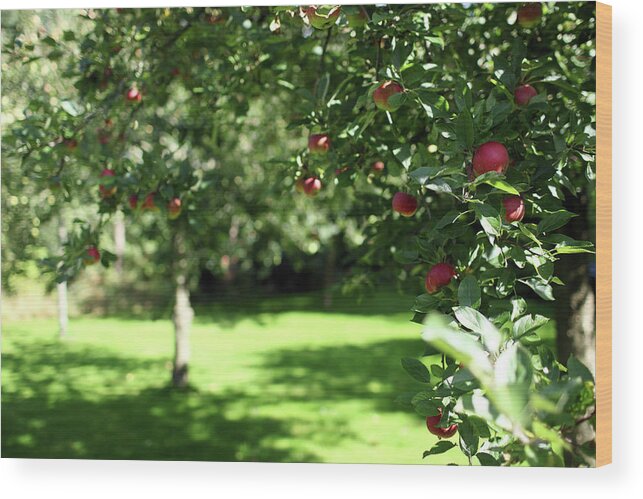 Tranquility Wood Print featuring the photograph Apples In The Orchard by Marcel Ter Bekke