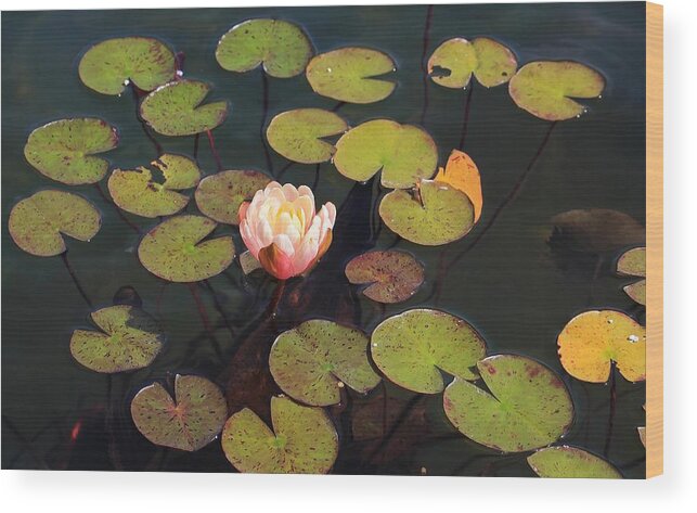 Lily Pads Wood Print featuring the photograph Aquatic Garden with Water Lily by Michael Saunders