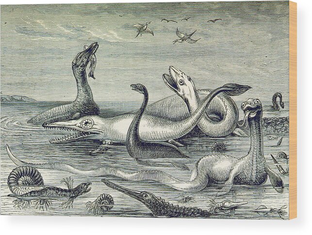 Historic Wood Print featuring the photograph Aquatic Life, Mesozoic Era, Illustration by British Library