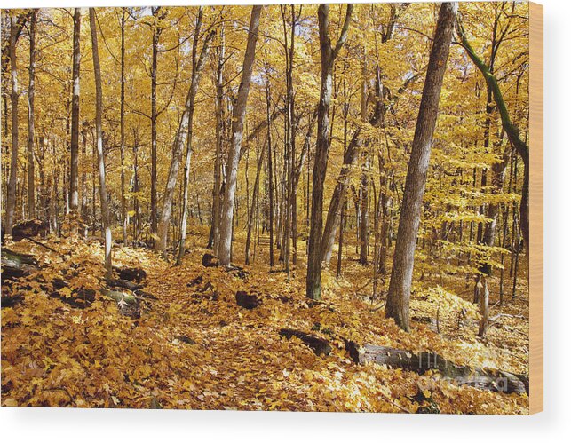 Arboretum Wood Print featuring the photograph Arboretum trail by Steven Ralser
