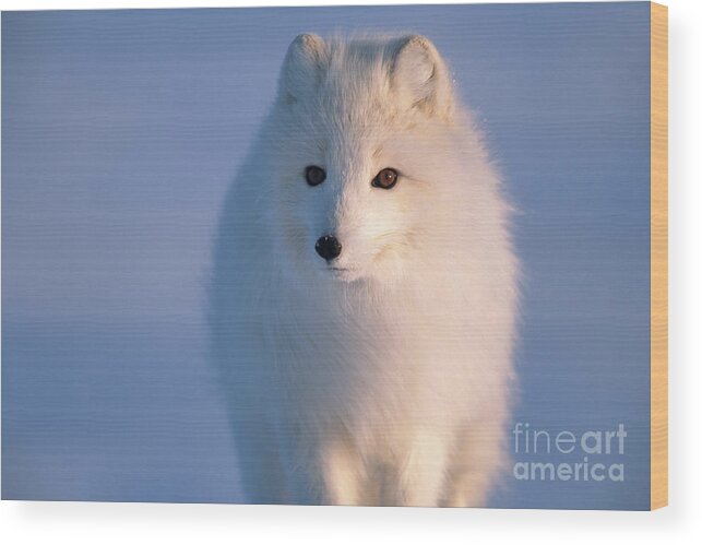 00342972 Wood Print featuring the photograph Arctic Fox, Alaska by Yva Momatiuk and John Eastcott