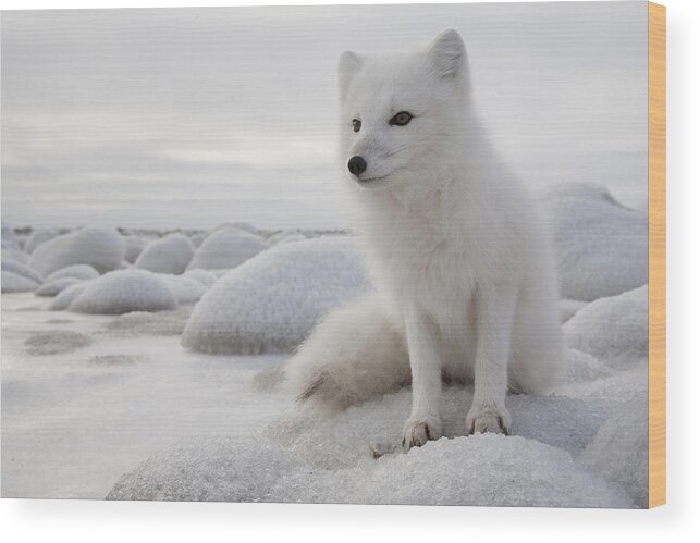 Feb0514 Wood Print featuring the photograph Arctic Fox On Frozen Tundra Churchill by Matthias Breiter