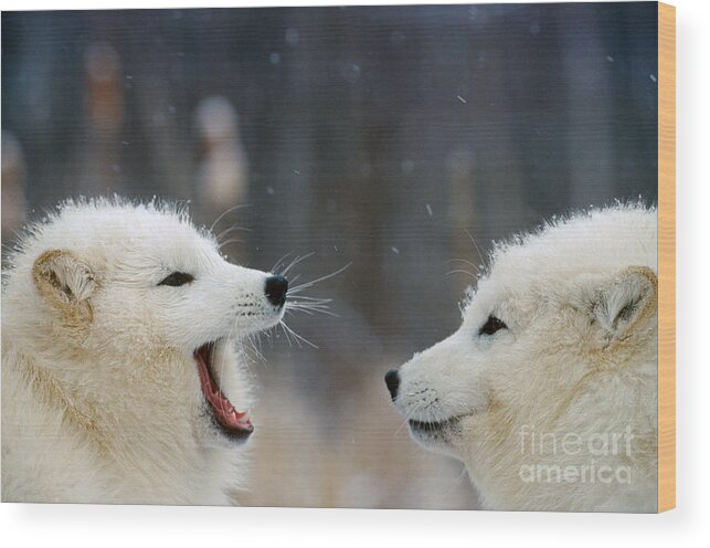 Animal Wood Print featuring the photograph Arctic Fox Pair Playing by Alan and Sandy Carey