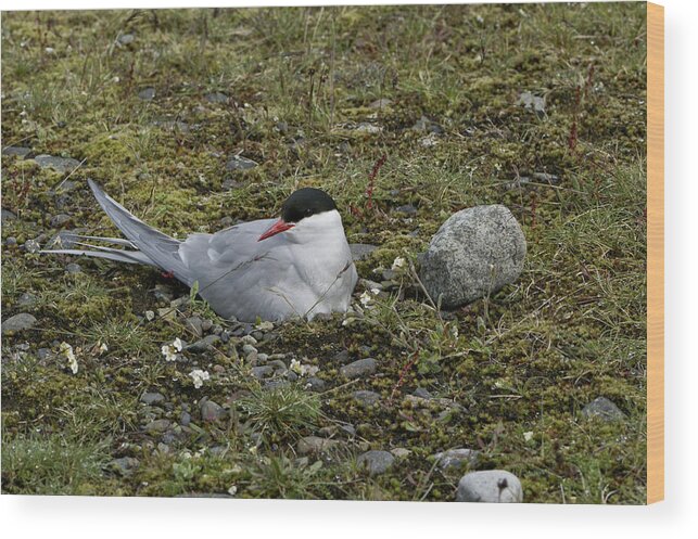  Arctic Tern Wood Print featuring the photograph Arctic Tern Nesting by Brian Kamprath