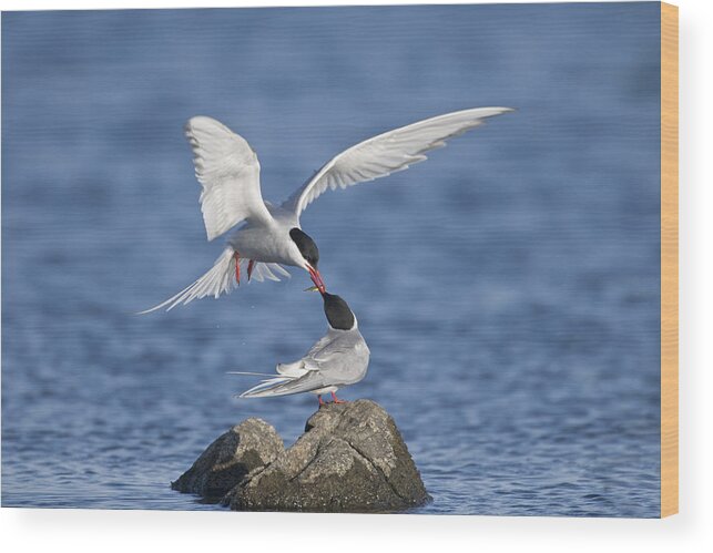 Flpa Wood Print featuring the photograph Arctic Terns Courtsing Outer Hebrides by Dickie Duckett