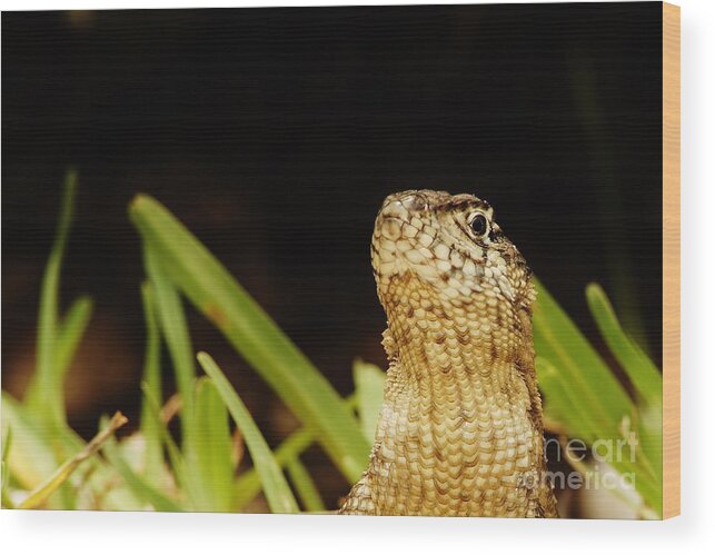 Northern Curlytail Lizard Wood Print featuring the photograph Armoured by Lynda Dawson-Youngclaus