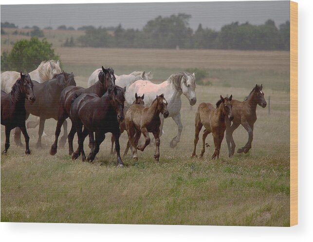 Percheron Wood Print featuring the photograph Arrington Ranch Herd - 1 by Roy Williams